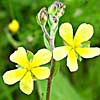 Willow-leaved rock-rose 