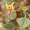 Cleome droserifolia