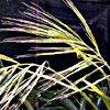 Bromus madritensis