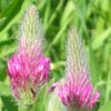 Trifolium purpureum