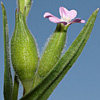 Silene macrodonta