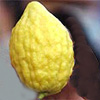 Etrog