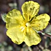 Helianthemum stipulatum