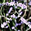 Limonium meyeri