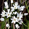 Allium neapolitanum