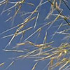 Stipagrostis  drarii