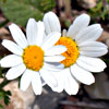 Anthemis palestina