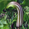 Arisarum vulgare