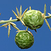 Asparagus acutifolius