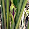 Arum hygrophilum