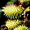 Xanthium strumarium