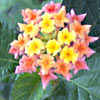 Lantana camara