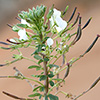 Cleome gynandra