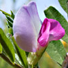 Vicia sativa