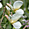 Vicia galeata