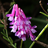 Vicia villosa