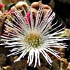 Mesembryanthemum crystallinum