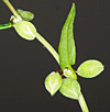 Fallopia  convolvulus