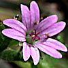 Geranium molle