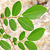 Ulmus parvifolia