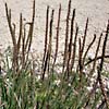 Plantago crassifolia