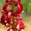 Rumex bucephalophorus