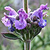 Nepeta curviflora