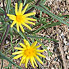 Senecio joppensis