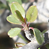 Rhamnus disperma