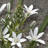 Ornithogalum platyphyllum