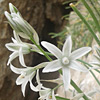 Ornithogalum sp. nova