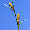 Carex acutiformis