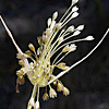 Allium  therinanthum 