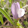 Vicia bithynica