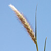 Pennisetum ciliare