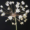 Allium akriense 