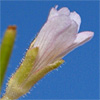 Epilobium parviflorum