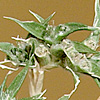 Crypsis vaginiflora