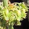 Rumex nepalensis