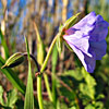 Erodium gruinum