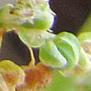 Rumex tuberosus