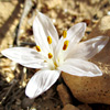 Colchicum 