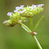 Valerianella pumila