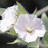 Convolvulus auricomus