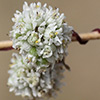 Cuscuta brevistyla