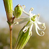 Silene viviianii