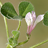 Trifolium subterraneum