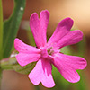 Silene muscipula