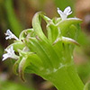 Valerianella echinata