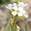 Andrzeiowskia cardamine